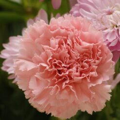 بذر گل میخک رز