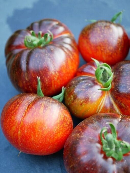 بذر گوجه فرنگی کهکشان تیره