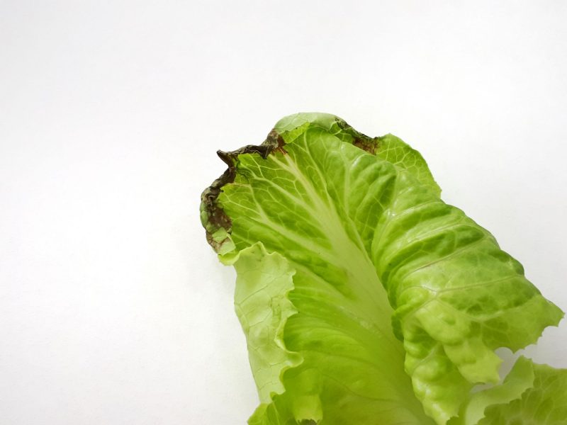 نوک سوختگی برگ کاهو