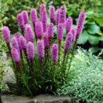 بذر گل لیاتریس اسپیکاتا