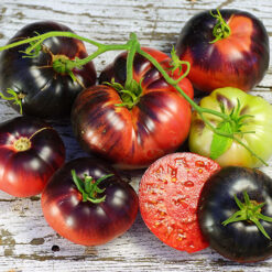 بذر گوجه فرنگی زیبای آبی