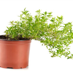 بذر آویشن دنایی