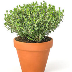 بذر آویشن دنایی