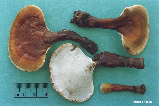 قارچ گانودرما لوسیدوم
