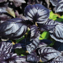 بذر ریحان ایتالیایی بنفش