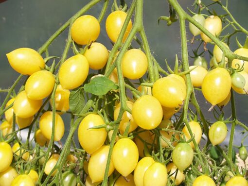 بذر گوجه فرنگی زرد دیوانه