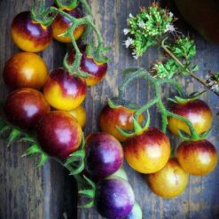 بذر گوجه فرنگی توت طلایی