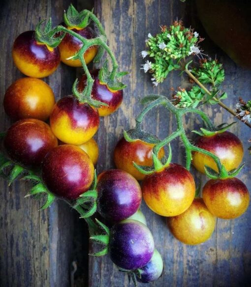 بذر گوجه فرنگی توت طلایی