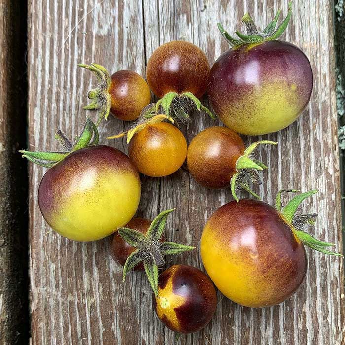 بذر گوجه فرنگی توت طلایی
