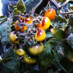 بذر گوجه فرنگی توت طلایی