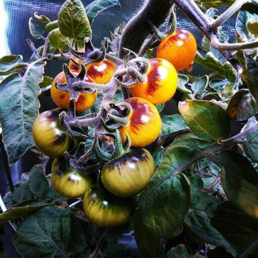 بذر گوجه فرنگی توت طلایی