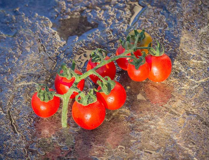 بذر گوجه فرنگی گیلاسی قرمز چادویک