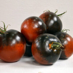 بذر گوجه فرنگی شکلاتی