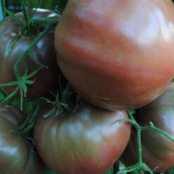 بذر گوجه فرنگی ارغوانی کربن