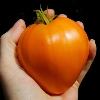بذر گوجه فرنگی قلبی نارنجی