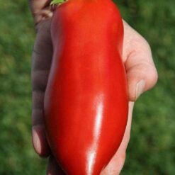 بذر گوجه فرنگی شیطان نیوجرسی