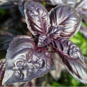 بذر ریحان ایتالیایی بنفش