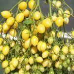 بذر گوجه فرنگی زرد دیوانه