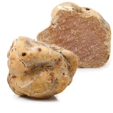 قارچ دُنبلان
