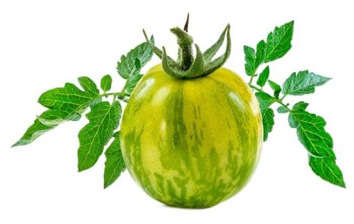 بذر گوجه فرنگی سبز Vernissage