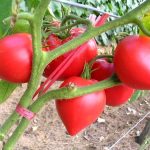 بذر گوجه فرنگی قلبی صورتی