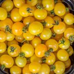 بذر گوجه فرنگی گیلاسی زرد
