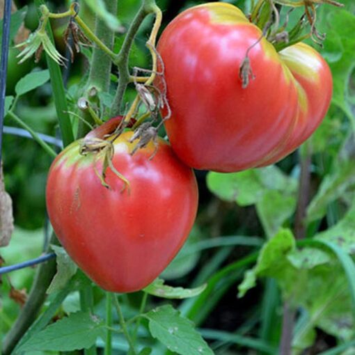 گوجه فرنگی