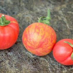 بذر گوجه فرنگی صورتی شرابی