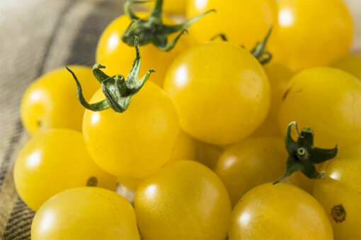بذر گوجه فرنگی زرد توپاز