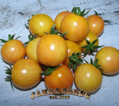 بذر گوجه فرنگی زرد توپاز