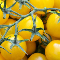 بذر گوجه فرنگی زرد توپاز