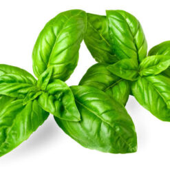 بذر ریحان سبز