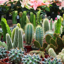 کود مخصوص کاکتوس