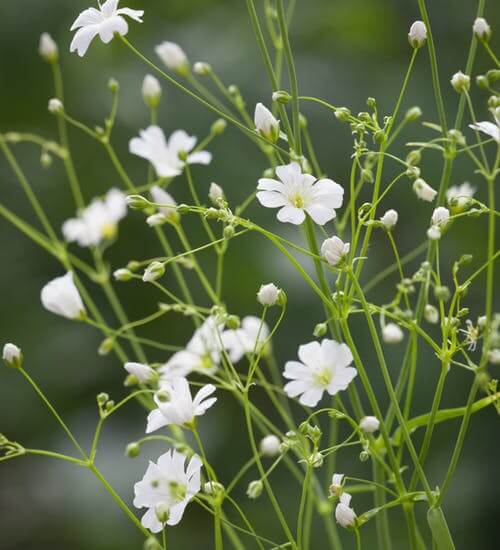 بذر گل ژیپسوفیلا سفید
