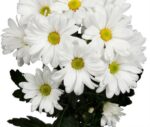 بذر گل داوودی سفید