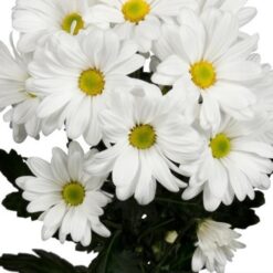 بذر گل داوودی سفید