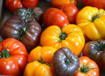 بذر گوجه فرنگی درشت