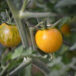 بذر گوجه فرنگی زرد vernissage