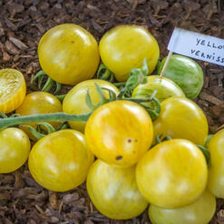 بذر گوجه فرنگی زرد vernissage