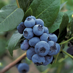 بذر بلوبری پاتریوت