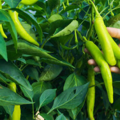 بذر فلفل قلمی سبز شیرین