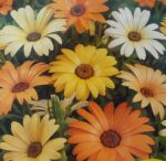 بذر گل گازانیای ساحلی
