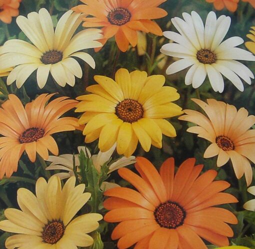 بذر گل گازانیای ساحلی