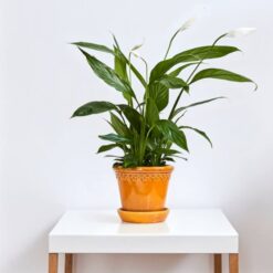 کود گرین مکس