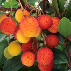 بذر توت فرنگی درختی