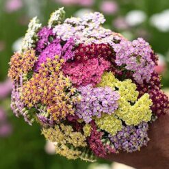 بذر گل بومادران کلرادو