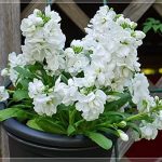 بذر گل شب بو سیندرلا سفید