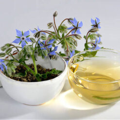 بذر گاوزبان اروپایی