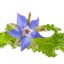 بذر گاوزبان اروپایی
