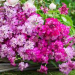 بذر گل ایبریس